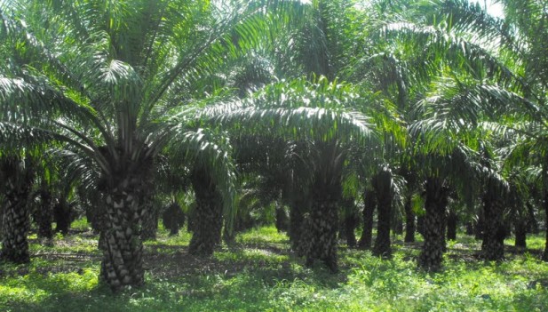 Palmicultores denuncian competencia desleal de biodiesel importado