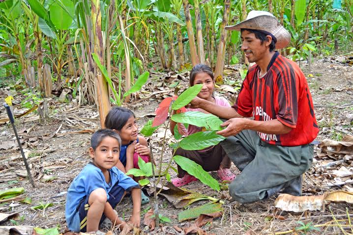Ms de 5,000 familias apuestan por el cultivo de cacao fino de aroma