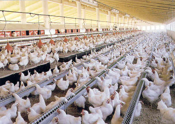 Suspenden importaciones de aves y huevo procedentes de Estados Unidos