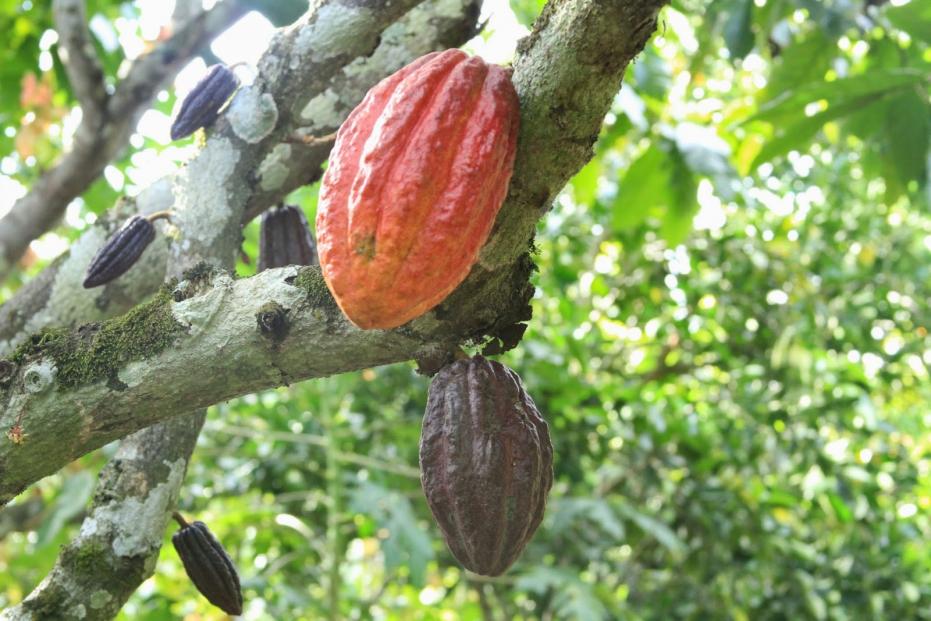 Cacaoteros de Satipo mejoran sus tcnicas de cultivo