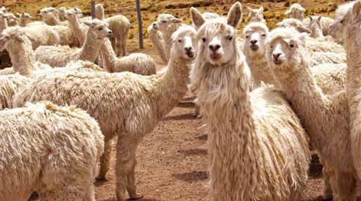 Sierra Exportadora form a 120 maestras clasificadoras de fibra de alpaca