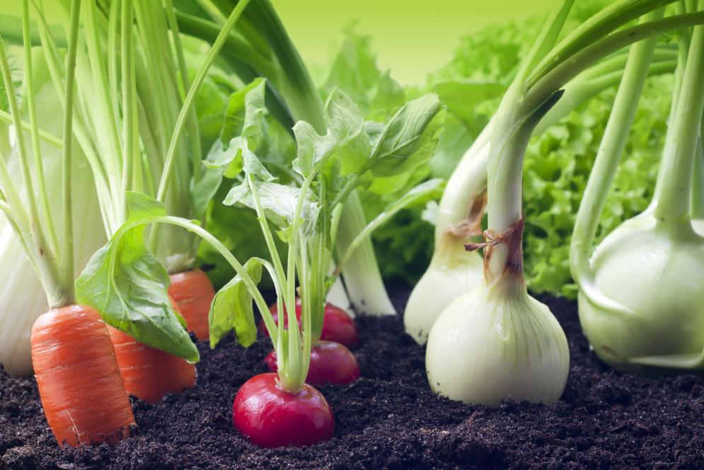 5 Mitos sobre los alimentos orgnicos y la agricultura ecolgica
