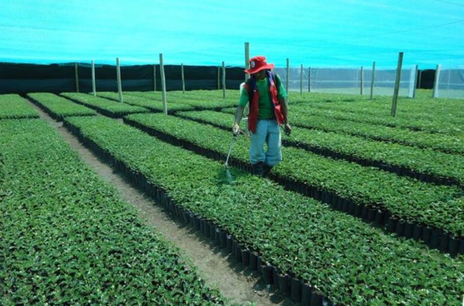 Ms de 600,000 plantones sern instalados en Huamanga