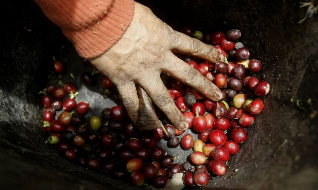 La produccin de caf en Colombia llega a 924.000 sacos en abril