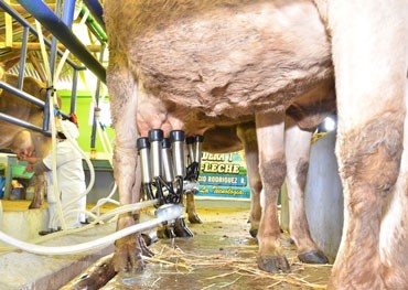 Productores de leche triunfan en el sector agropecuario de la regin Puno