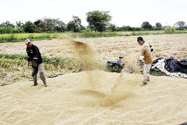 Piura: Plaga amenaza campaa de arroz de pequeos agricultores de Paimas