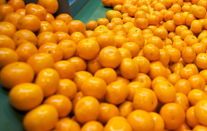 Per podra exportar ocho mil Tm de mandarinas adicionales a EEUU en 2016