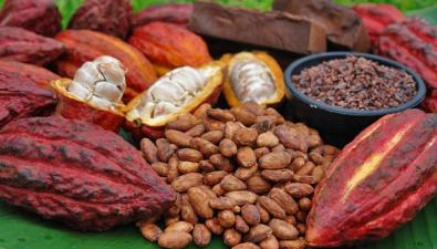 Fondam y Alianza Cacao Per firmarn convenio para conservacin de bosques