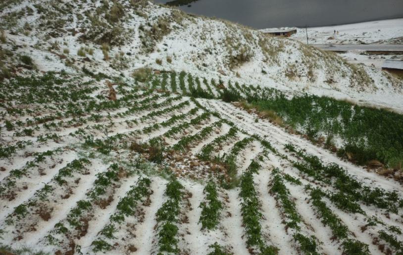 Huancavelica: granizada afect cultivos en distritos de Paucar y Yauli