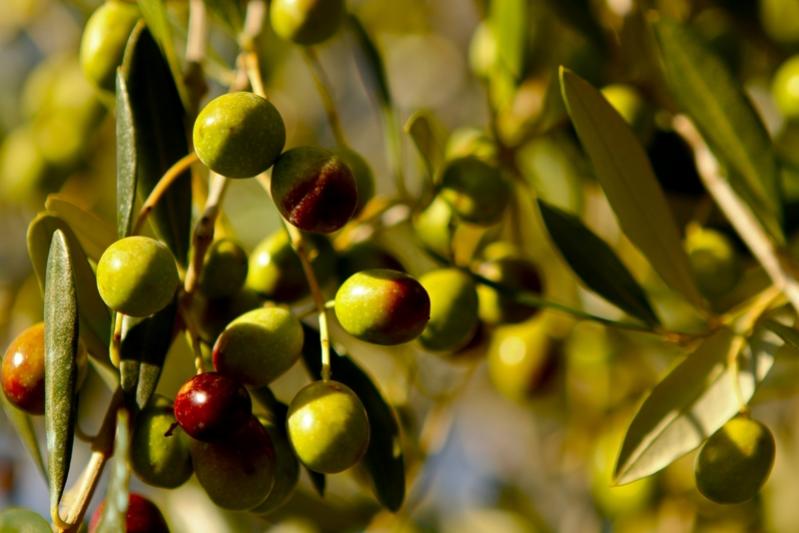 Todo lo que hay que saber del aceite de oliva