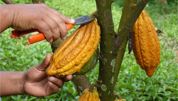 Cumbre Mundial del Cacao 2015 se desarrollar en Guayaquil
