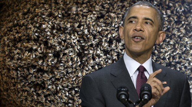 La Casa Blanca le declara la guerra a la escasez de abejas
