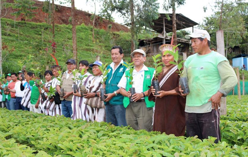 Donan 150,000 plantones de caf a comunidades indgenas del Vraem