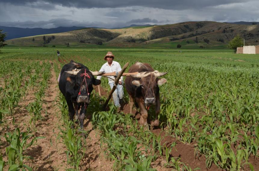 Cajamarca: agencias agrarias contarn con laboratorios de anlisis de suelos