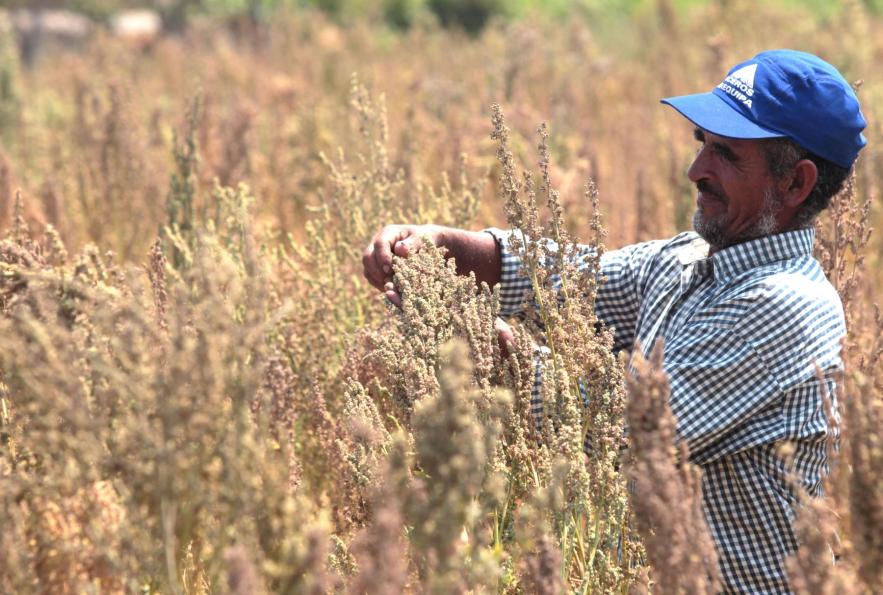FAO: Minagri impulsar agricultura familiar con apoyo tcnico