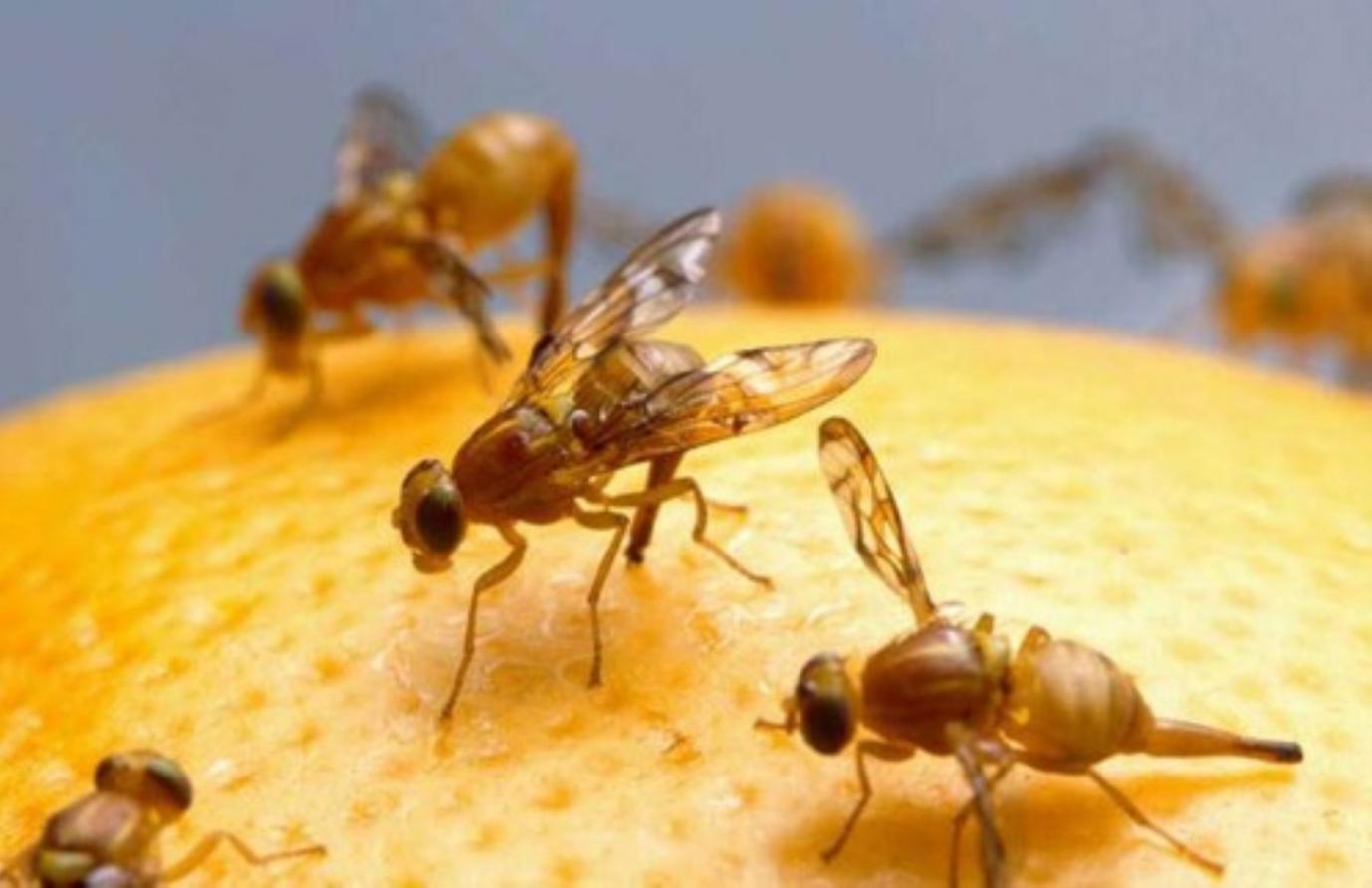 Piura: coordinan estrategia para erradicar la mosca de la fruta