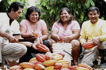 Prevn 3,000 hectreas libres de hoja de coca en el Vraem para inicios del 2016