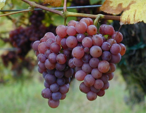 Las exportaciones de uvas de mesa chilenas a China alcanzan su mximo