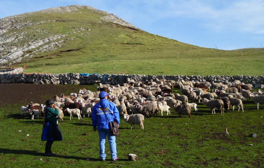 Espinar: toman muestras al ganado para evaluar posible contaminacin