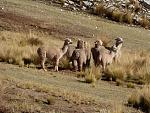 agro-noticias/attachments/8653-alpacas-peruanas.jpg