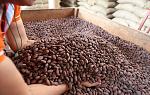 agro-noticias/attachments/8693-cacao-peruano-peru.jpg