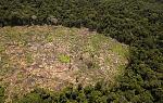 agro-noticias/attachments/8901-deforestacion-peru.jpg