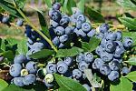 agro-noticias/attachments/9110-blueberries-arandanos-peru.jpg