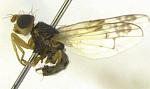 agro-noticias/attachments/9201-mosca-fruta-entomologicalsocietyofamerica.jpg