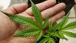 agro-noticias/attachments/9421-hoja-marihuana-legalizaci-n.jpg