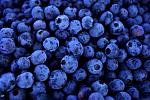agro-noticias/attachments/9571-blueberries-fen.jpg
