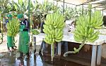 agro-noticias/attachments/9752-cultivo-banano.jpg