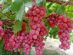 red_globe_grapes.jpg
