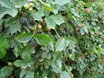 blogs/agrobosques/attachments/9767-plantones-de-zarzamora-var-marionberry-mora-hibrida-p1000988.jpg