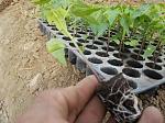 blogs/asalvador/attachments/10670-se-vende-semilla-y-plantines-de-papaya-hibrida-img_20150918_084612.jpg