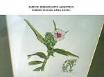 blogs/claudius/attachments/9886-se-venden-plantas-ornamentales-platano-rojo-enano-y-cana-de-india-exposicin-de-plantas-biologia-4-728.jpg