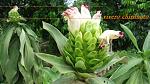 blogs/claudius/attachments/9888-se-venden-plantas-ornamentales-platano-rojo-enano-y-cana-de-india-bwy1308740049s-1-.jpg