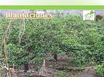 blogs/cpt-business/attachments/9575-vendo-terreno-agricola-de-2-40-has-plantaciones-produccion-de-mandarina-y-naranja-huando-original-lugar-huando-huando-diapositiva9.jpg
