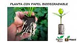 blogs/organics-andina/attachments/15620-nuevas-tecnologias-invernaderos-semilleros-y-viveros-propagacion-de-berries-arandanos-peru-raipot-2.jpg