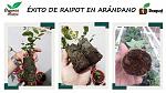 blogs/organics-andina/attachments/15623-nuevas-tecnologias-invernaderos-semilleros-y-viveros-propagacion-de-berries-arandanos-peru-raipot-5.jpg