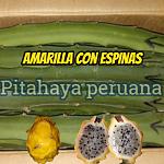 blogs/r-christian/attachments/19693-cultivo-de-pitahaya-peru-amarilla.jpg